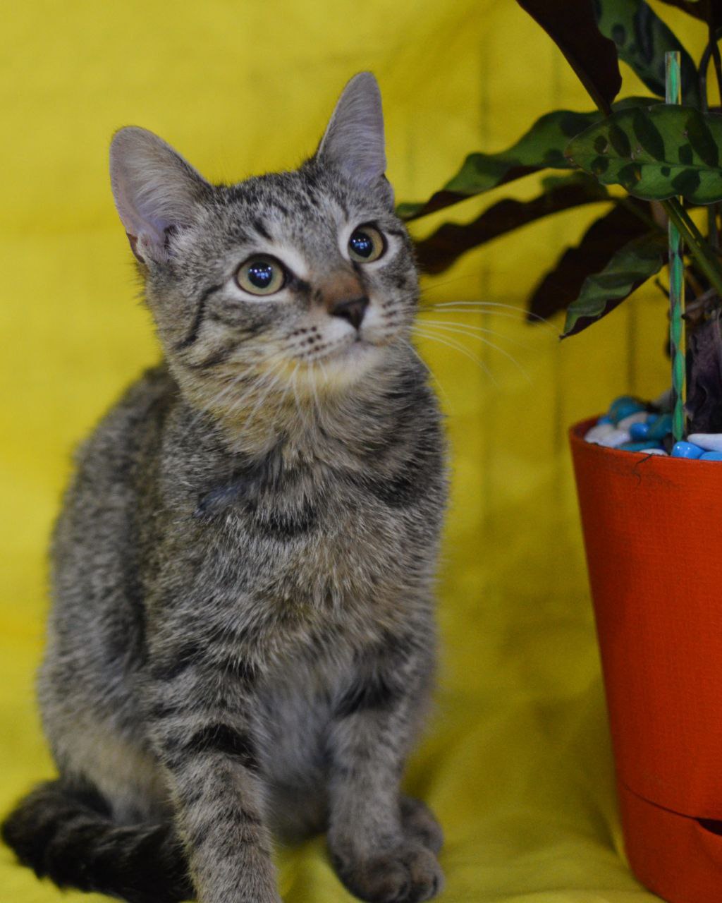 Полосатый котенок с грустными глазами в поисках дома